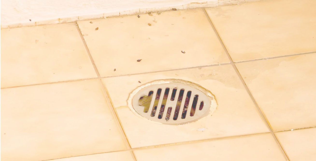 Keep away from the Psychoda: The Drain Fly